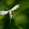 Pernatuška trnková - Pterophorus pentadactyla - White Plume Moth  9325